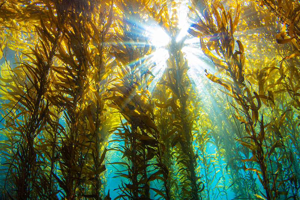 Cultivating Kelp Will Help Reduce Down Nitrogen In Local Waters