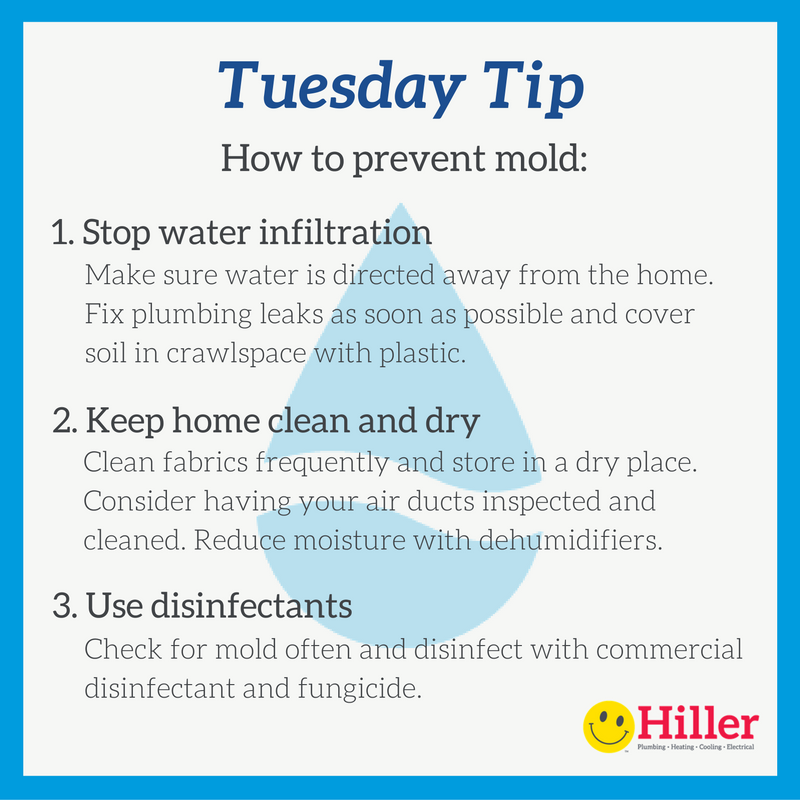 How To Fight Mold